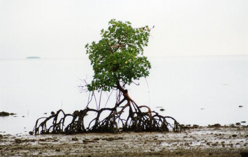 Viti Levu mangrove tree